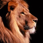 Lion Wallpapers - Big Cats
