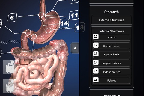 Endoscopy 3D screenshot 3