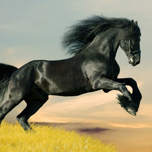 Horse Wallpapers HD - Collection of Running Horses Icon
