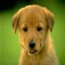 Dog Breeds Wallpapers Background HD - Home Screen and Wallpapers