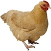 Chicken Calls - High Quality Chick Sounds From The Farm