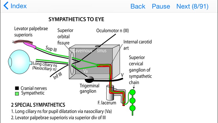 Anatomy Lectures Topics in Focus