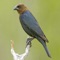 Cowbirds are birds belonging to the genus Molothrus in the family Icteridae