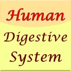 Human Digestive System Guide