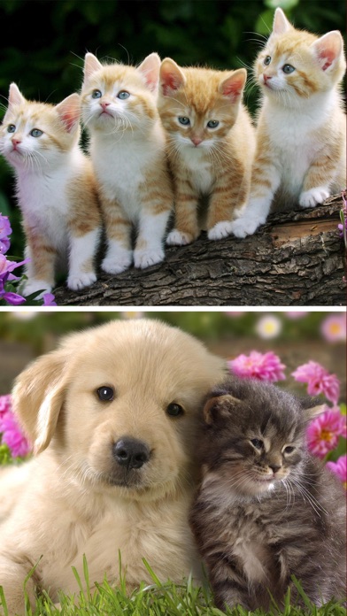 Cats Dogs Wallpapers Hd Cute Puppies Kittens Apprecs