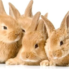 Activities of Fluffy Bunnies Jigsaw Puzzle HD