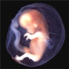 Human Embryology:Basics and News