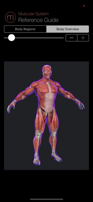 Human Muscular System Guide