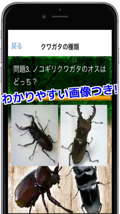 クワガタ・カブトムシがわかる！クワカブクイズ