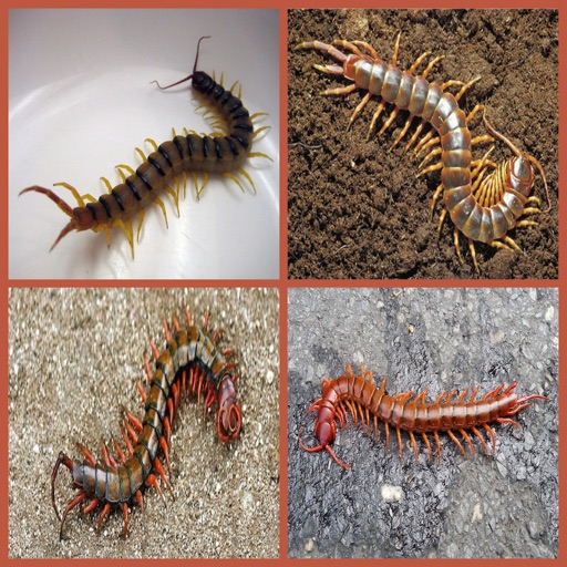 Free Centipede Same