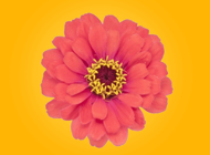 ‎Spring Flowers Stickers for iMessage