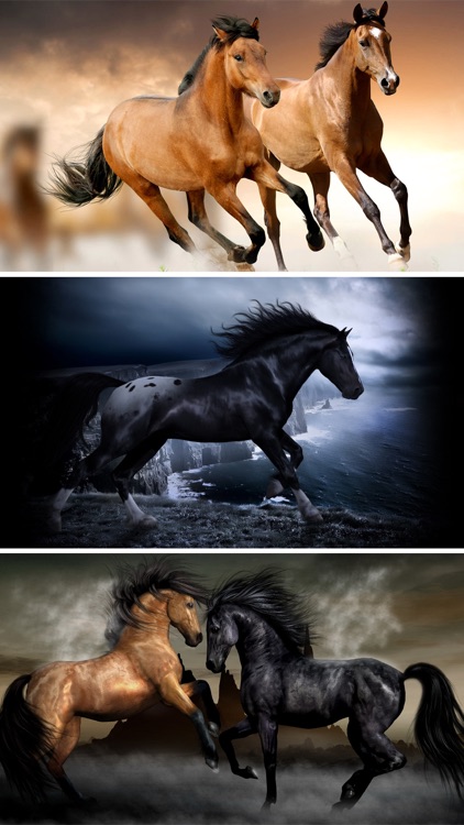 Horse Wallpapers HD - Collection of Running Horses screenshot-3