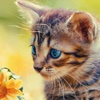 Cat Jigsaw Puzzles HD - Easy Jigsaw Puzzles Games for Kids Free