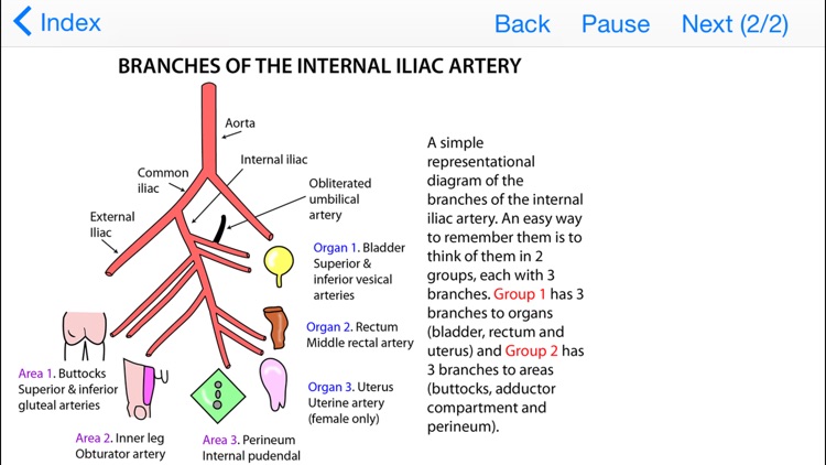 Easy Ways to Remember Tricky Areas of Anatomy