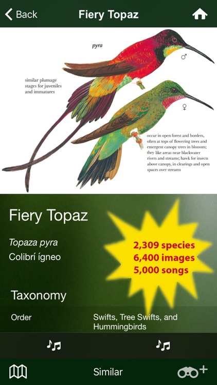 All Birds Northern South America - a field guide to all the species recorded in Ecuador, Colombia, Guiana, Peru, Venezuela