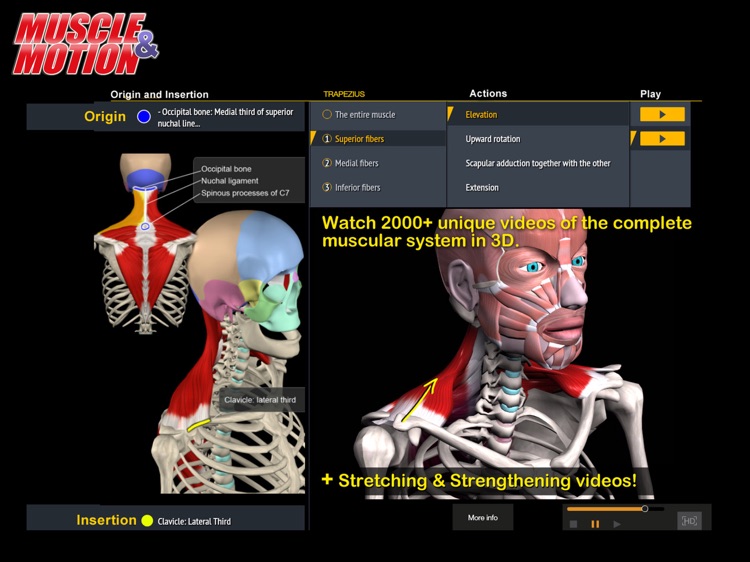 Muscle motion. приложение мышцы. Muscle and motion. Muscle motion. Muscle motion.