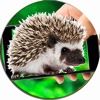 Hedgehog On Hand Screen Fun