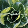 Winter Vegetable Growing:Harvest Handbook