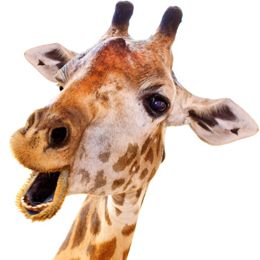 Live Giraffes – funny Stickers Smileys & Emoji icon