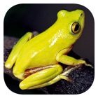 Top 35 Reference Apps Like Frogs of Southern Africa - Best Alternatives