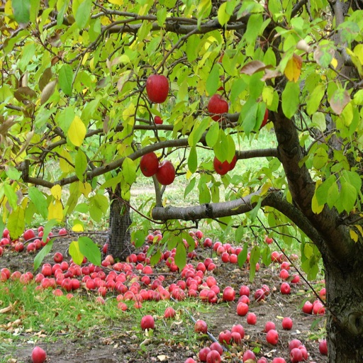 CTAppleOrchards icon