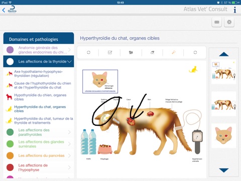 Vet'Consult Endocrinologie screenshot 3