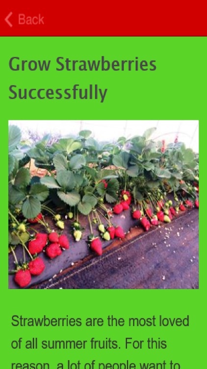 How To Grow Strawberries