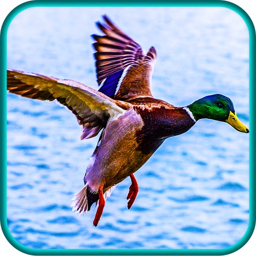 Duck Hunting Game - Bird Shot Shooting Sniper Hunt Season icon