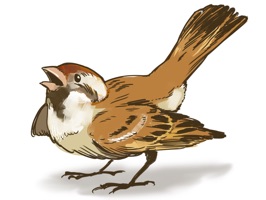 Sparrow Stickers