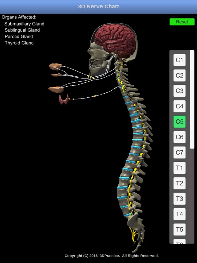 3d Nerve Chart