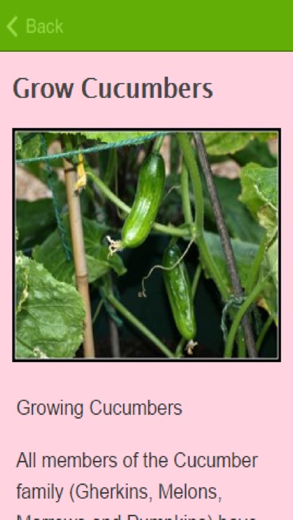 How To Grow Cucumbers