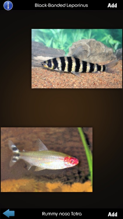 Fish Wiki