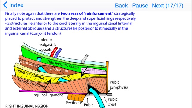 Anatomy Lectures Topics in Focus(圖5)-速報App