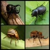 Free Beetle Same