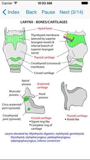 Anatomy Lectures Head and Neck(圖2)-速報App