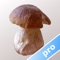 Myco is the perfect app for people who collect mushrooms