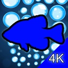 Aquarium 4K - Ultra HD Video