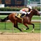 TRF Mini Viewer is an iPhone/iPod Touch application for viewing thoroughbred past performances in the racing form format