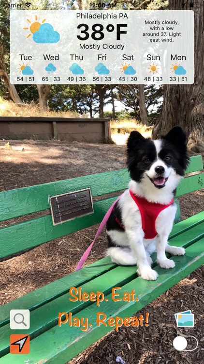 Panda Puppy Weather