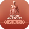 Human Anatomy for Beginners