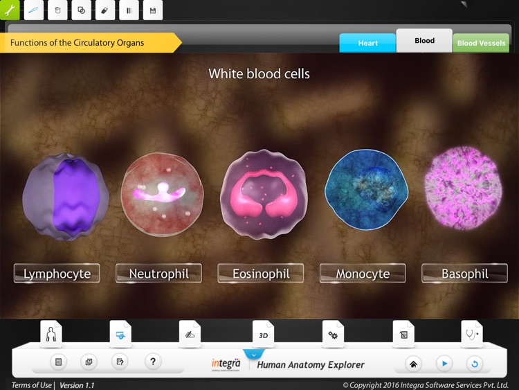 Human Anatomy Explorer - Circulatory System