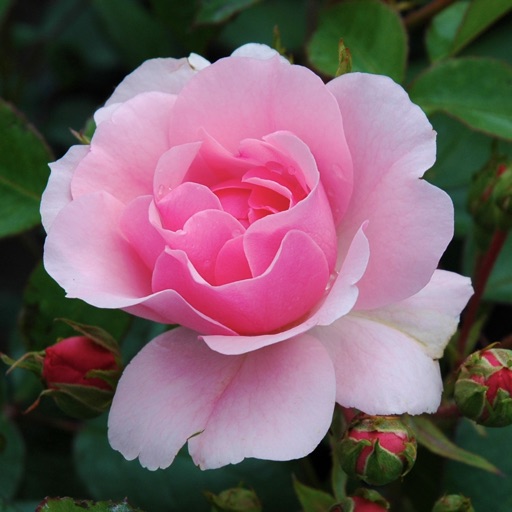 Belle Epoque - Ouderwetse en zeldzame rozen icon