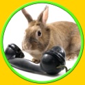 coelho agrad&aacute;vel para todas as crian&ccedil;as - h&aacute; an&uacute;ncios icon