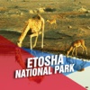Etosha National Park Tourism Guide