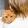 Health Benefits of Owning a Cat:Positive Effects and Guide