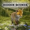 Hidden Scenes - Cute Critters
