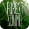 Forest Sound – Sound Therapy vol