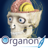 3D Organon Anatomy - Brain and Nervous System - Medis Media Pty Ltd