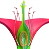 Longitudinal Section of Flower 3D