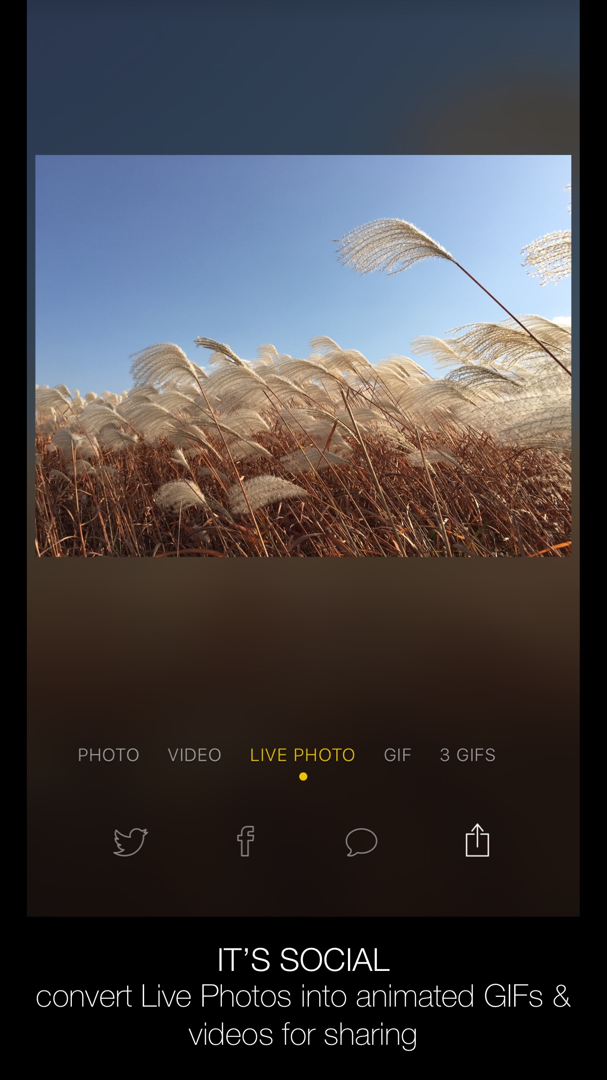 Screenshot do app Alive - Create & Share Animated Collages for Live Photos and Videos